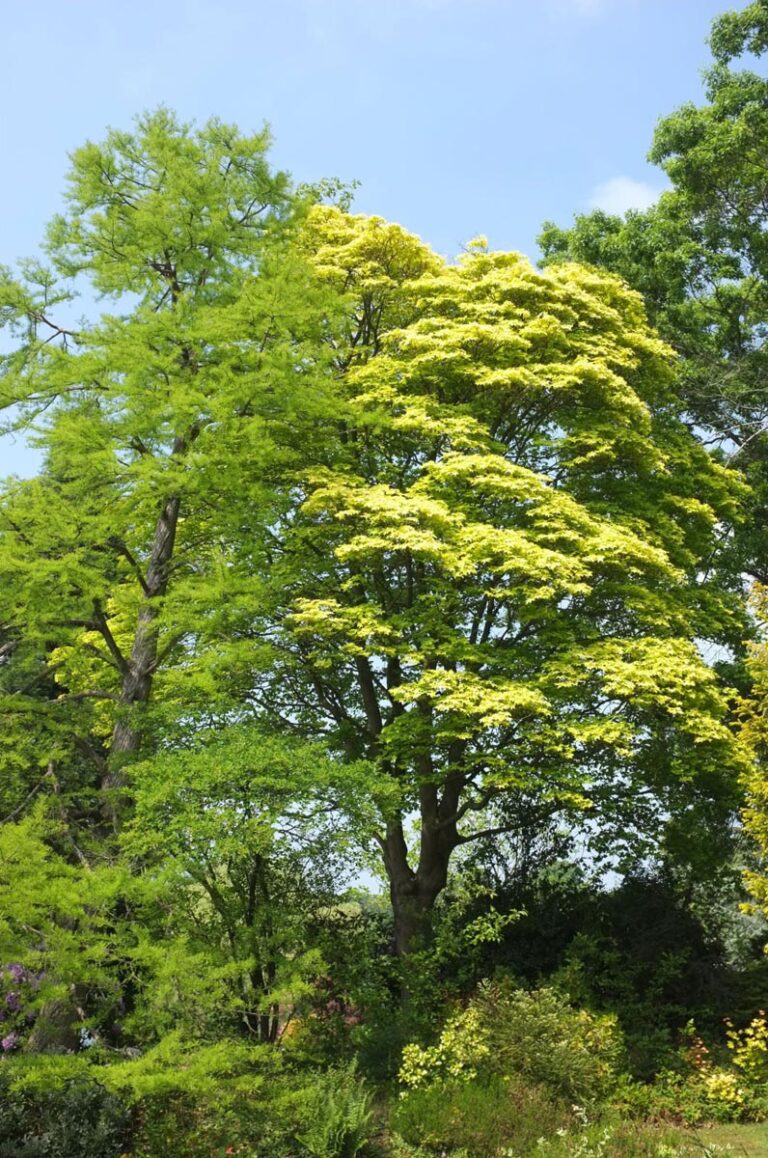 acer cappadocicum aureum 2 - Leafland