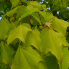 Lush, bright green maple leaves, wet with raindrops, fill the frame. Red stems add contrast to the vibrant foliage, suggesting a spring rain shower in a tranquil garden.