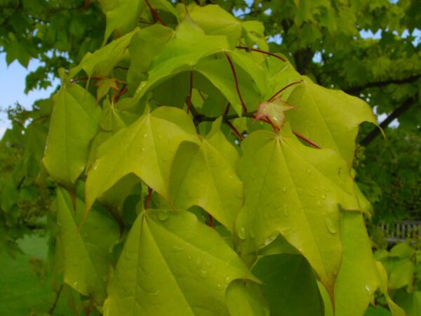 <i>Acer cappadocicum</i> 'Aureum' - Image 3