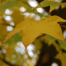 Close-up of a vibrant yellow maple leaf, showcasing the beauty of autumn foliage with blurred green and yellow leaves in the background.