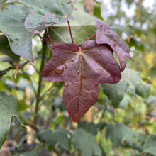 Close-up of a maroon-colored maple leaf with water droplets clinging to its surface, surrounded by green maple leaves. The leaf's veins are clearly visible, adding texture to the image.