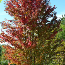 A vibrant Autumn Blaze Maple tree shows off its stunning fall colors, with leaves transitioning from green to fiery red against a clear blue sky.