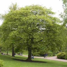 Lush green park scene with a large, leafy tree as the focal point. People relax on the grass and benches, enjoying a sunny day in this tranquil outdoor space.