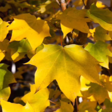 Sunlit maple leaves transitioning to vibrant yellow and gold in autumn. The leaves create a warm, inviting scene, hinting at the beauty of the fall season.