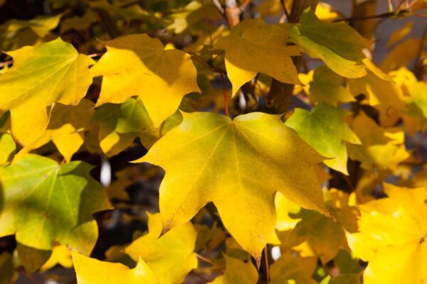 <i>Acer cappadocicum</i> 'Rubrum' - Image 5