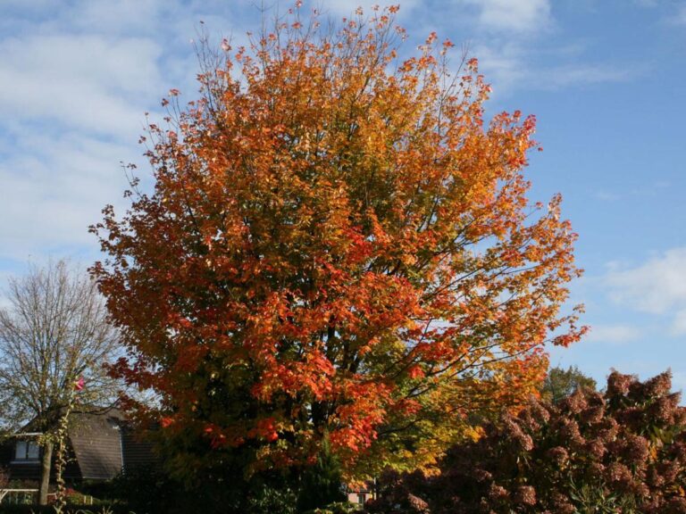 acer cappadocicum rubrum - Leafland