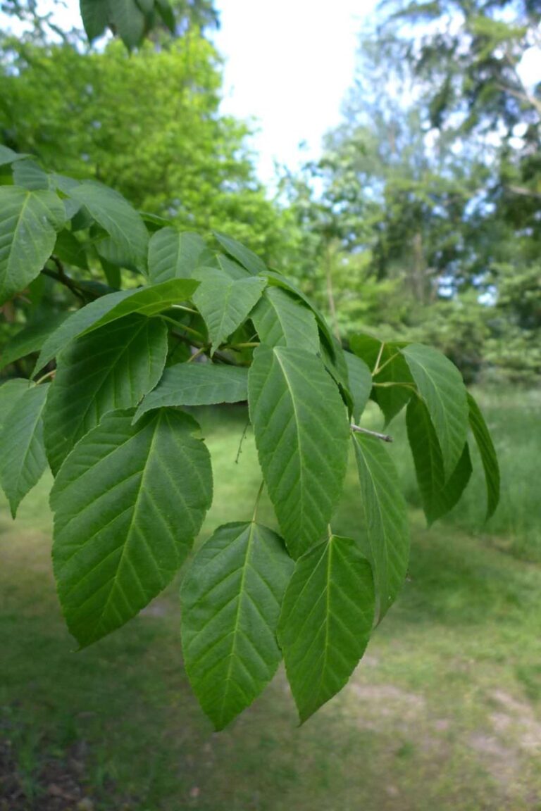 acer davidii 2 - Leafland