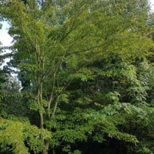 A young, multi-trunked tree with light green leaves stands in a grassy field, backed by a dense forest. The tree's slender branches reach out, creating a canopy against the sky.