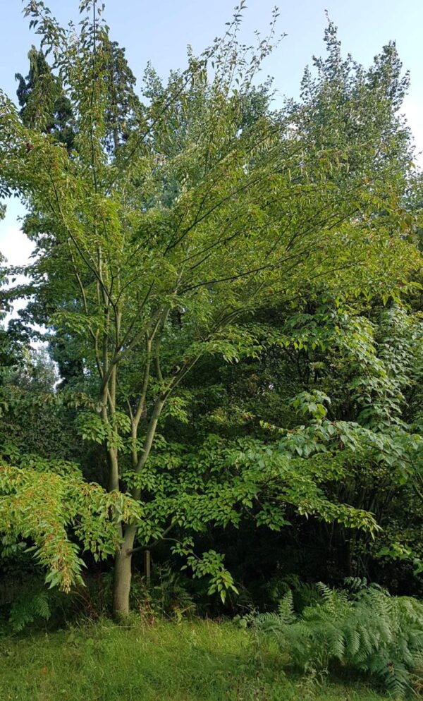 <i>Acer davidii</i> - Image 2