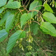 Green leaves and winged seeds of a hornbeam tree branch. The vibrant foliage and seed pods create a lush, natural scene.