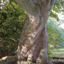 A mature, twisting tree trunk with textured bark and exposed roots anchors a lush, green landscape. The tree's unique, spiraling form adds a striking visual element to the natural scene.