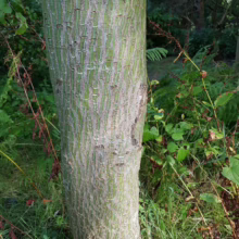 Smooth, greenish-gray bark of a young ash tree in a lush green forest setting. Distinctive vertical patterns on the trunk are visible.