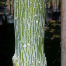 Acer 'Gracefield' (Snakebark Maple) Bark