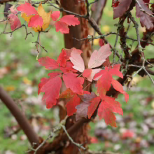 Acer griseum (Paperbark Maple) new leaves