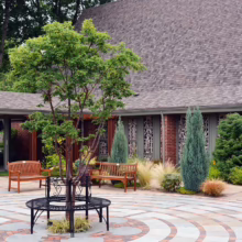 Acer griseum (Paperbark Maple) young tree in courtyard