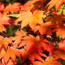Acer japonicum 'Vitifolium' (Full Moon Maple) orange autumn leaves