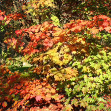 Acer japonicum 'Vitifolium' (Full Moon Maple) autumn colours