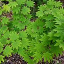 Acer japonicum 'Vitifolium' (Full Moon Maple) green foliage