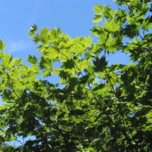 Acer japonicum 'Vitifolium' (Full Moon Maple) summer foliage