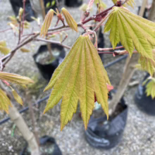 Acer japonicum 'Vitifolium' (Full Moon Maple) new foliage