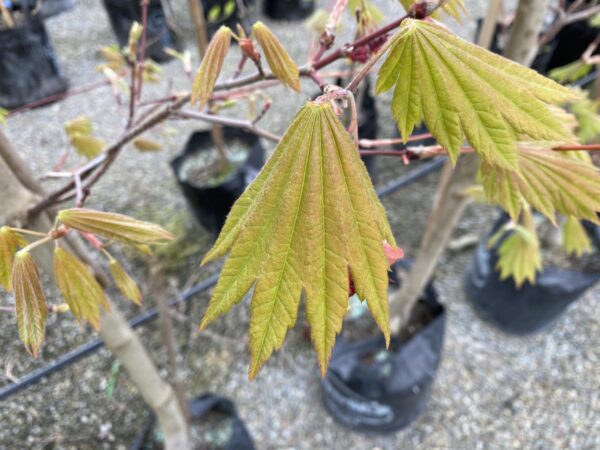 <i>Acer japonicum</i> 'Vitifolium' - Image 7