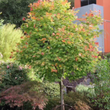 Acer japonicum 'Vitifolium' (Full Moon Maple) small tree