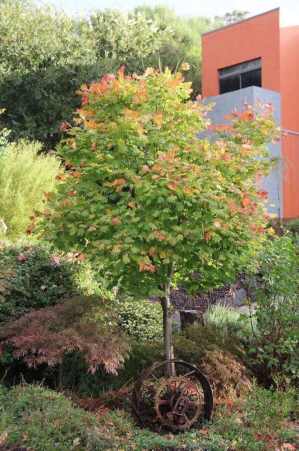 <i>Acer japonicum</i> 'Vitifolium' - Image 8