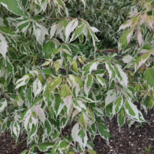 Acer negundo 'Flamingo' (Box Elder) Foliage