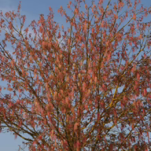 Acer negundo var. violaceum (Box Elder) tree with tassles
