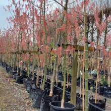 Acer negundo var. violaceum (Box Elder) tassles at Leafland