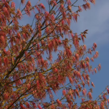 Acer negundo var. violaceum (Box Elder) tassles
