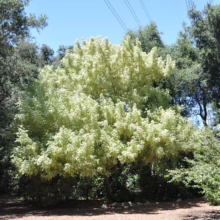 Acer negundo var. violaceum (Box Elder) large tree