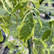 Acer negundo var. violaceum (Box Elder) leaf