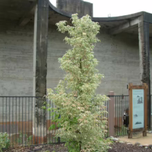 Acer negundo var. violaceum (Box Elder) small tree
