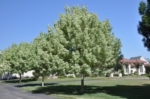 <i>Acer negundo</i> 'Variegatum'