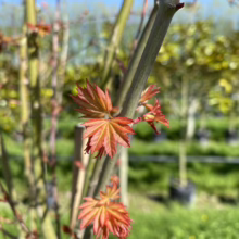 Acer palmatum (Japanese Maple) new foliage