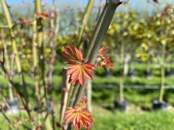 <i>Acer palmatum</i> - Image 9