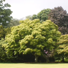 Acer palmatum (Japanese Maple) tree