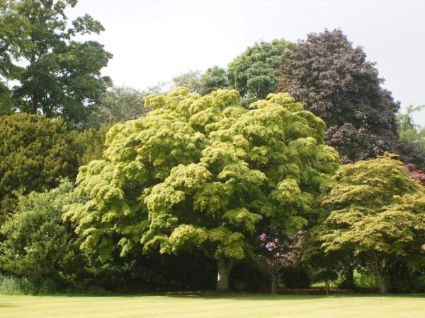 <i>Acer palmatum</i> - Image 10