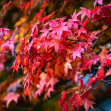 Acer palmatum (Japanese Maple) autumn red foliage