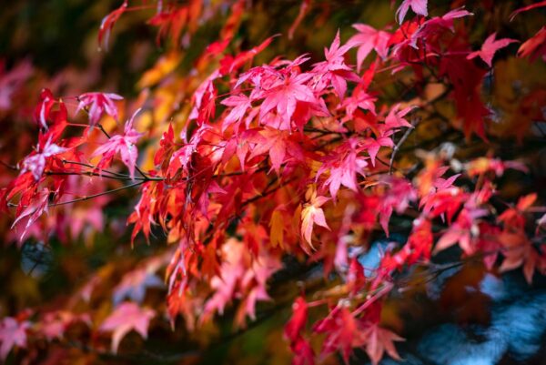 <i>Acer palmatum</i> - Image 11