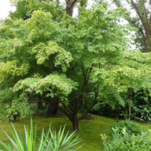 Acer palmatum (Japanese Maple) summer colour