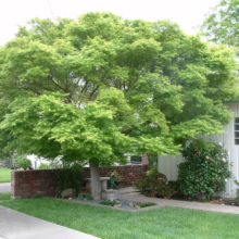 Acer palmatum (Japanese Maple) tree in summer