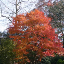 Acer palmatum (Japanese Maple) in autumn colour.