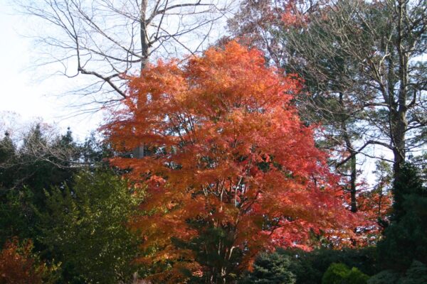 <i>Acer palmatum</i> - Image 14