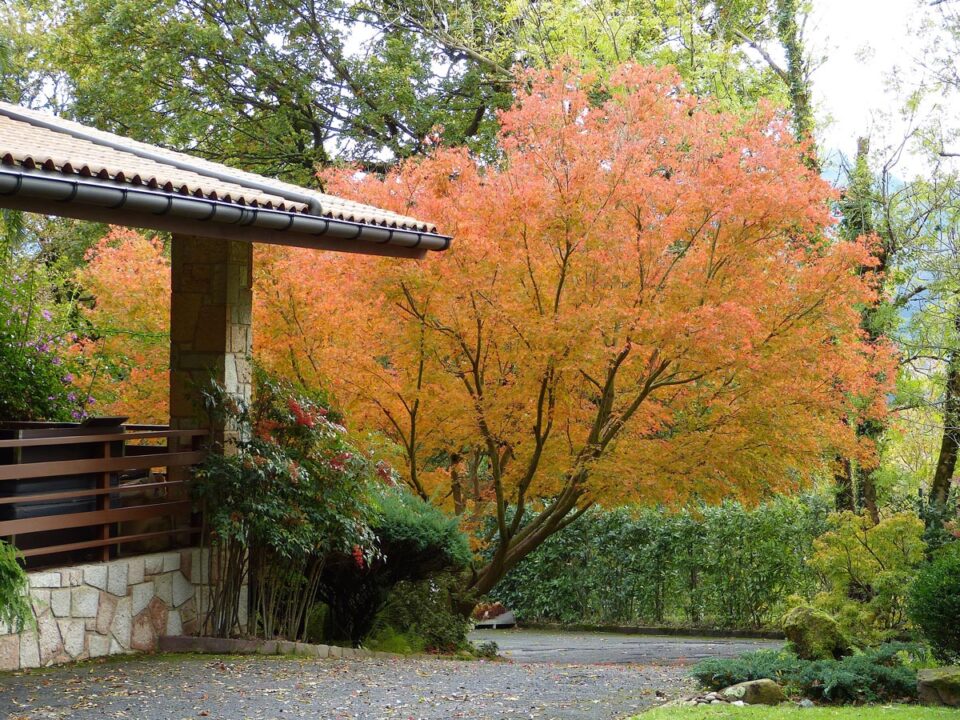 Acer palmatum (Japanese Maple) yellow autumn colour