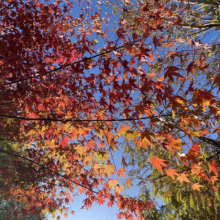 Acer palmatum (Japanese Maple) foliage in autumn
