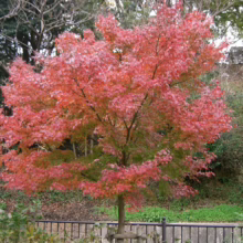 Acer palmatum (Japanese Maple) tree