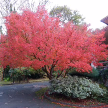 Acer palmatum (Japanese Maple) tree