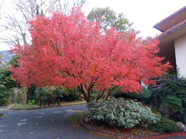 <i>Acer palmatum</i> - Image 4